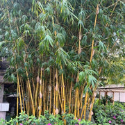 Fargesia Robusta Campbell Seeds - Ornamental Bamboo Landscape Seeds