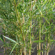 Fargesia Seeds, Fargesia robusta