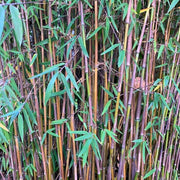 Fargesia Seeds, Fargesia robusta