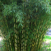 Fargesia Seeds, Fargesia robusta