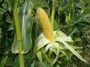 Sweet Corn Seeds – Zea mays