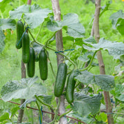Fast Growing Cucumber Seeds