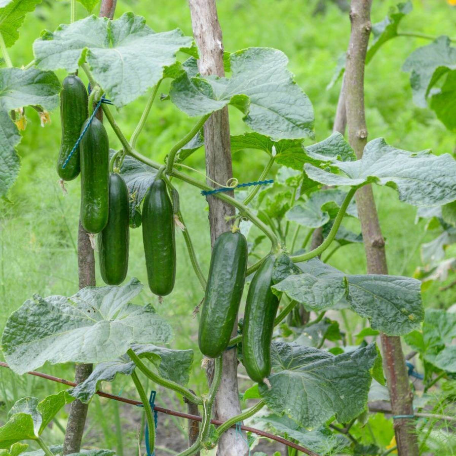 Fast Growing Cucumber Seeds