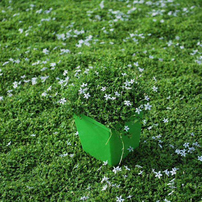 Fast Spreading Ground Cover Seeds