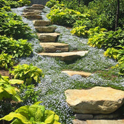 Fast Spreading Ground Cover Seeds