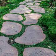 Fast Spreading Ground Cover Seeds