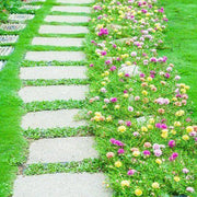 Fast Spreading Ground Cover Seeds