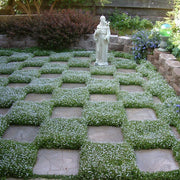 Fast Spreading Ground Cover Seeds