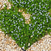 Fast Spreading Ground Cover Seeds