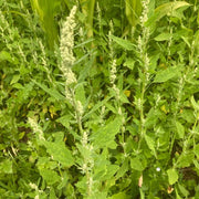 Fat Hen Seeds