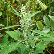 Fat Hen Seeds - Vegetable Plant