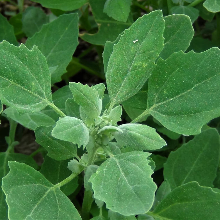 Fat Hen Seeds - Vegetable Plant
