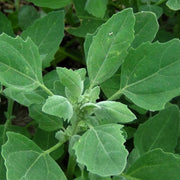 Fat Hen Seeds - Vegetable Plant