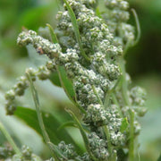 Fat Hen Seeds - Vegetable Plant