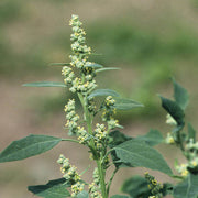Fat Hen Seeds - Vegetable Plant