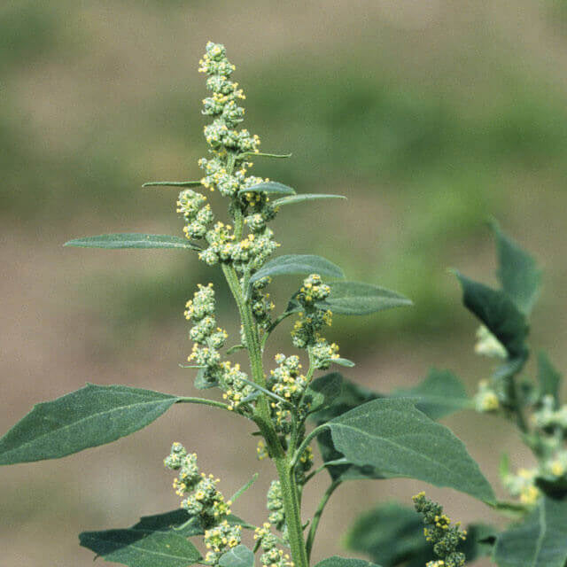 Fat Hen Seeds