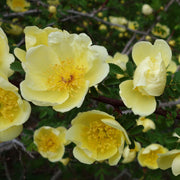 Golden Yellow Father Hugo's Rose Seeds