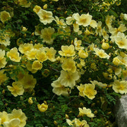Golden Yellow Father Hugo's Rose Seeds