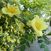 Golden Yellow Father Hugo's Rose Seeds