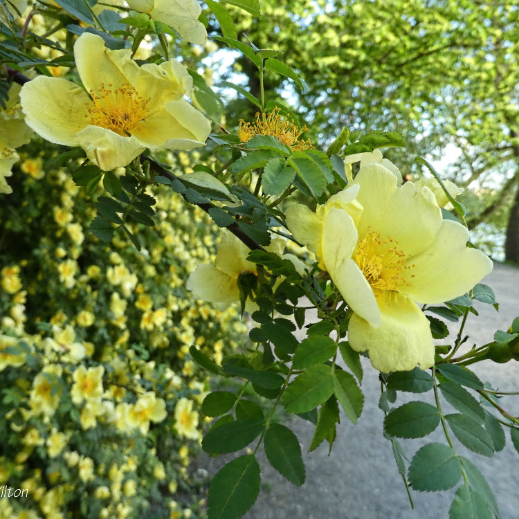 Golden Yellow Father Hugo's Rose Seeds