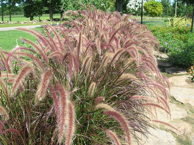 Ornamental Grass Seeds – Poaceae spp.