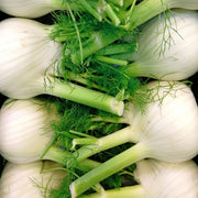 Florence Fennel Seeds