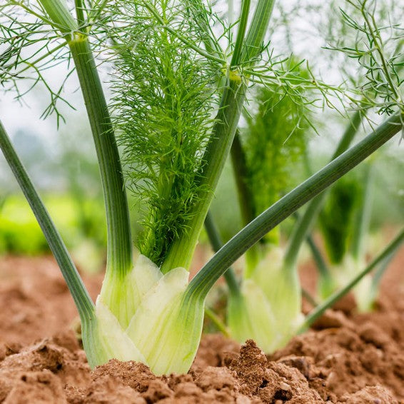 Florence Fennel Seeds