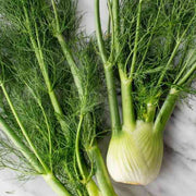 Florence Fennel Seeds