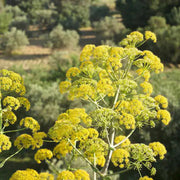 Giant Anise Fennel Seeds, Herbal