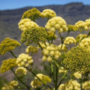 Giant Anise Fennel Seeds, Herbal