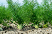 Fennel Seeds – Foeniculum vulgare