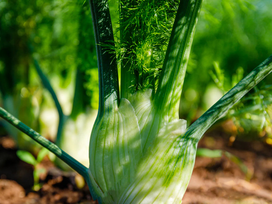 Fennel Seeds – Foeniculum vulgare