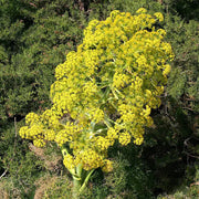 Giant Anise Fennel Seeds, Herbal