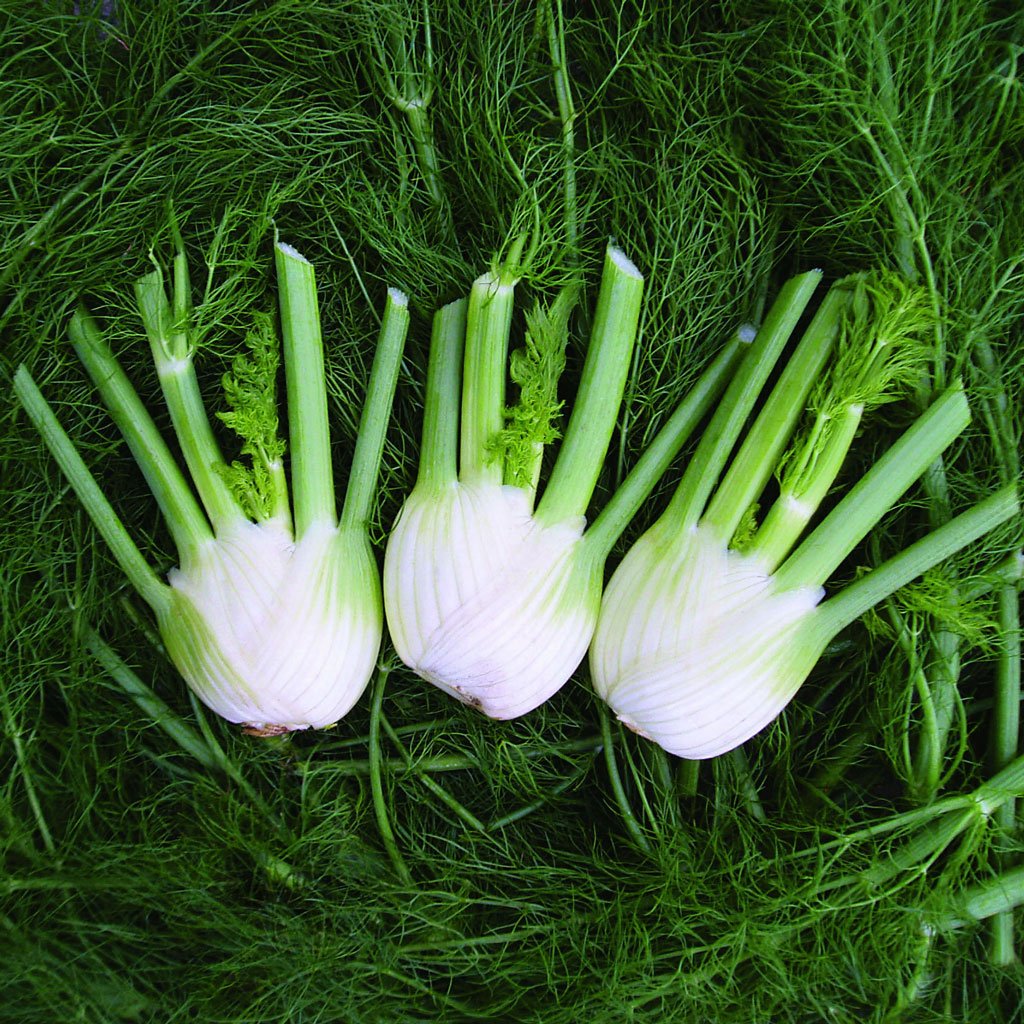 Sweet Florence Fennel Seeds, Herbal