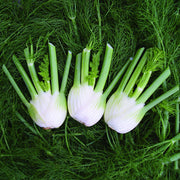 Sweet Florence Fennel Seeds, Herbal