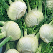 Sweet Florence Fennel Seeds, Herbal