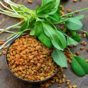 Fenugreek Seeds - Herbal Plant For Home Gardens Seeds