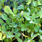 Fenugreek Seeds – Trigonella foenum-graecum