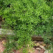 Asparagus Fern Seeds, Herbal