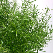 Asparagus Fern Seeds, Herbal