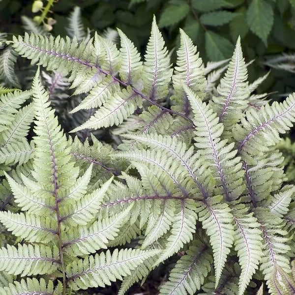 Fern Grey Seeds - Flower Plant