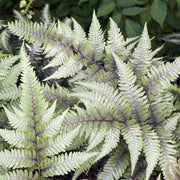 Fern Grey Seeds - Flower Plant
