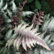 Fern Grey Seeds - Flower Plant