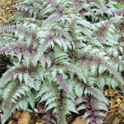 Fern Grey Seeds - Flower Plant