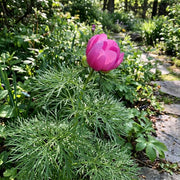 Siberian Seeds, Paeonia tenuifolia Flower Seeds