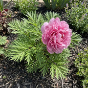 Siberian Seeds, Paeonia tenuifolia Flower Seeds