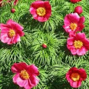 Siberian Seeds, Paeonia tenuifolia Flower Seeds