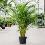 Fern Palm Seeds - Tropical Ornamental Palm Seeds for Planting