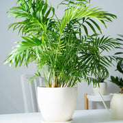 Fern Palm Seeds - Tropical Ornamental Palm Seeds for Planting