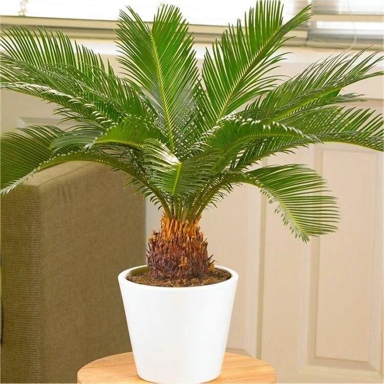 Fern Palm Seeds - Tropical Ornamental Palm Seeds for Planting